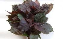 ?紫蘇葉搭配食材有養(yǎng)生效果 推薦十大紫蘇葉調(diào)理的食譜