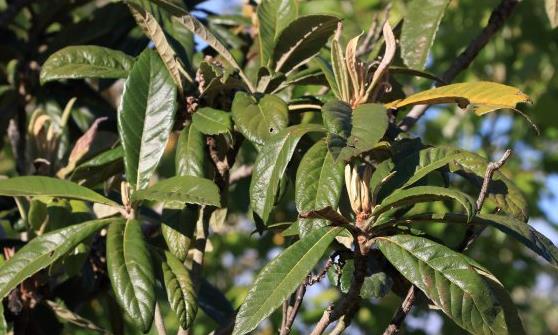 枇杷果是營養(yǎng)保健的養(yǎng)生水果 枇杷治咳嗽食療方推薦