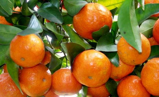 常食沙糖桔祛痰平喘調理脾胃 食用沙糖桔的注意事項