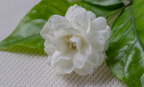 茉莉花能改善生活中的身體不適 關于茉莉花的藥用功效