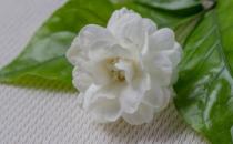 ?茉莉花能改善生活中的身體不適 關于茉莉花的藥用功效