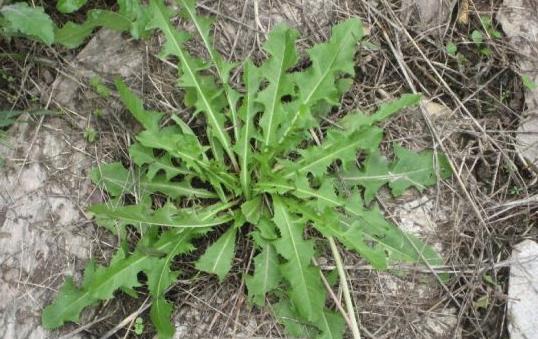 不起眼的蒲公英能夠治療很多疾病 蒲公英的16大妙用