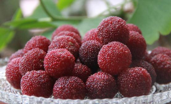 楊梅有果中瑪瑙之譽 楊梅的食用禁忌