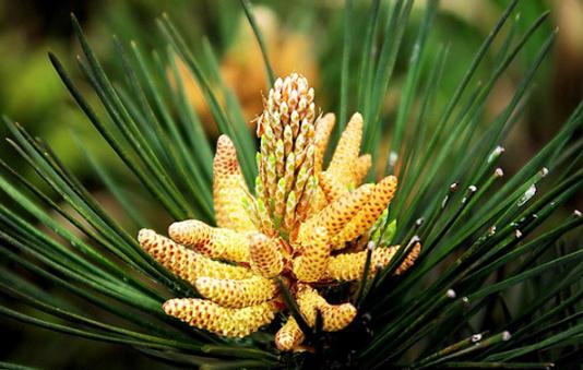 松花粉的功效與作用 保護心血管改善心臟和大腦的微循環