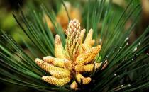 ?松花粉的功效與作用 保護心血管改善心臟和大腦的微循環