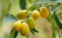 ?金桔的功效與作用 腌制金桔美味又可口