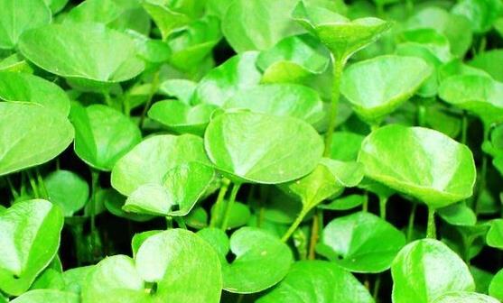 馬蹄草的功效作用很多 馬蹄草的常見美味吃法