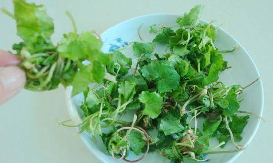 馬蹄草的功效作用很多 馬蹄草的常見美味吃法
