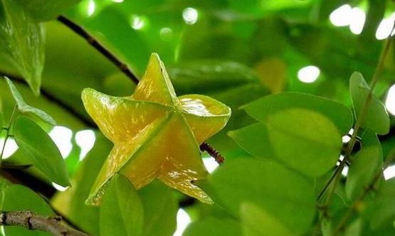 楊桃的各種好處與不當(dāng)?shù)牡胤?吃楊桃要多加注意