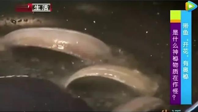 甲醛浸泡過的帶魚一碰熱油就扭曲、炸裂“開花”，千萬別買別吃