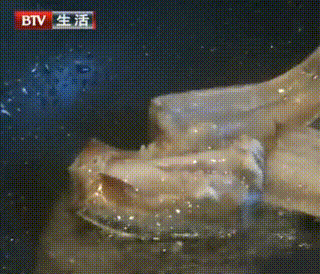 甲醛浸泡過的帶魚一碰熱油就扭曲、炸裂“開花”，千萬別買別吃