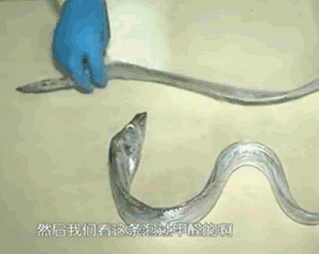 甲醛浸泡過的帶魚一碰熱油就扭曲、炸裂“開花”，千萬別買別吃