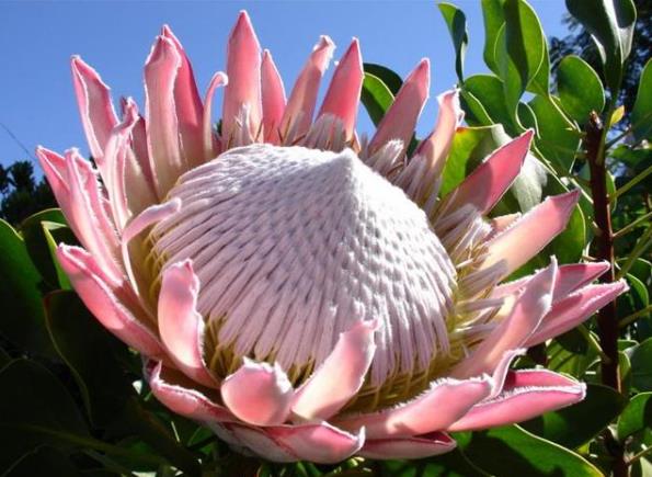 帝王花如何養殖?習性是什么?學會這幾點帝王花養起來不難!