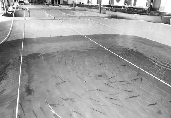 為什么帶魚不能人工養殖?帶魚是深海魚嗎?有什么營養價值