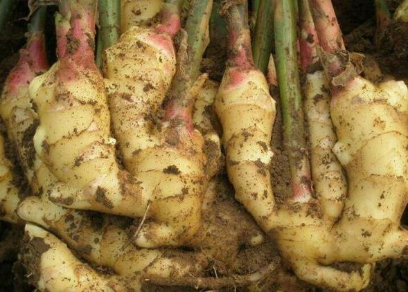 生姜放久了失去水分干巴巴的，這樣保存，可以吃一年新鮮生姜