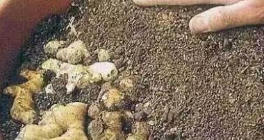 生姜放久了失去水分干巴巴的，這樣保存，可以吃一年新鮮生姜