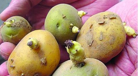 土豆發(fā)芽不能吃了就得扔掉？四種巧用發(fā)芽土豆的實用小妙招