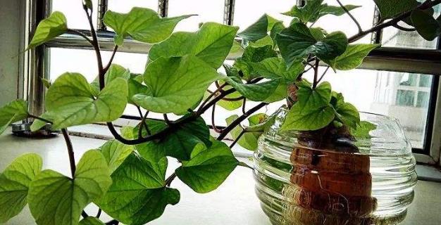 土豆發(fā)芽不能吃了就得扔掉？四種巧用發(fā)芽土豆的實用小妙招