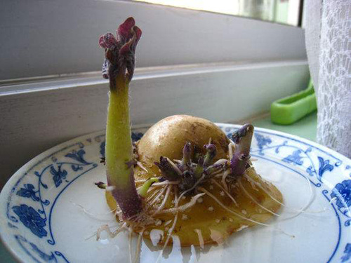 土豆發(fā)芽不能吃了就得扔掉？四種巧用發(fā)芽土豆的實用小妙招