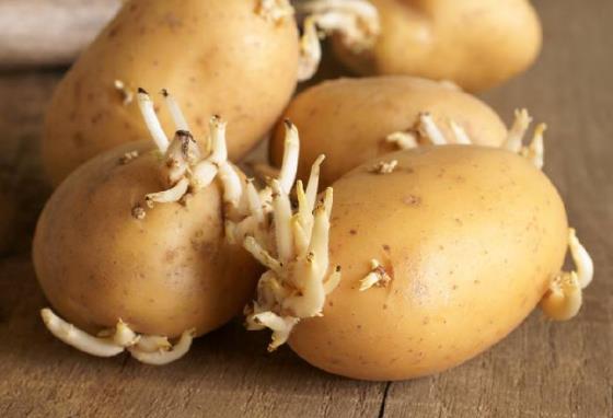 土豆發(fā)芽了還能吃嗎？剛發(fā)芽的土豆可以吃嗎