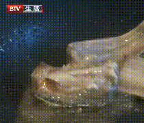 ?甲醛浸泡過的帶魚，一碰熱油就扭曲、炸裂開花，千萬(wàn)別買別吃！