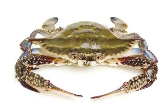 螃蟹加熱需要多久 螃蟹過夜吃了拉肚子怎么辦