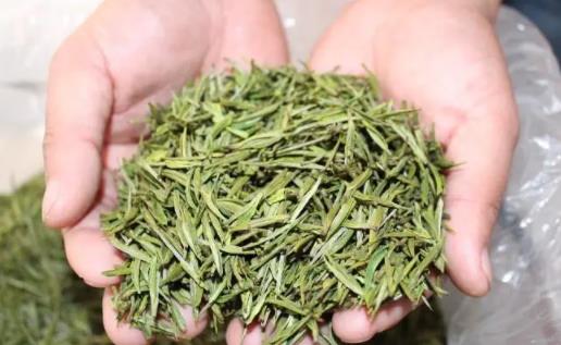 為什么安吉白茶是綠茶 安吉白茶是否有保質期