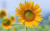 ?花藝插花教程~向日葵的花的寓意及其保養(yǎng)小常識(shí)