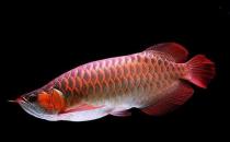 早餐不建議吃哪些食物，不吃早餐的危害：低血糖、胃炎、胃潰瘍