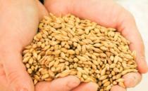 ?麥芽硒,麥芽硒和非麥芽硒哪個好